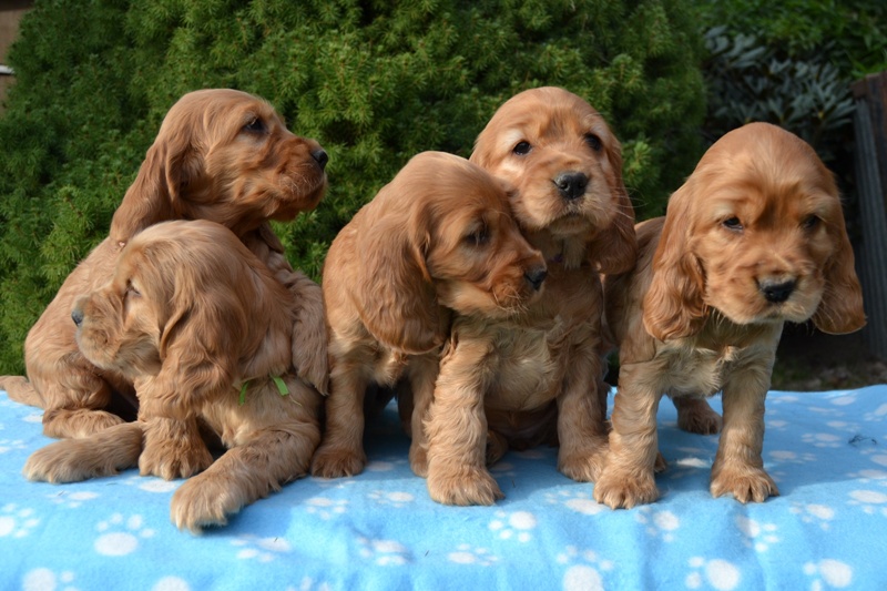 25 - Idol, Icon, Ina, Ira, Iris.JPG